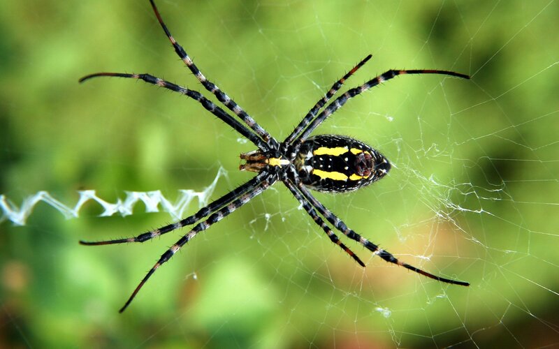 Spider on Web — Black, Natural, Afternoon, Photograph, Green Background