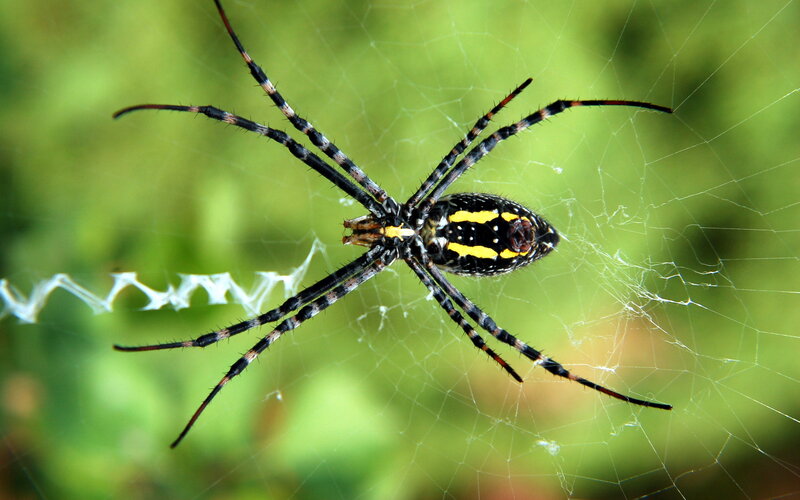 Spider on Web — Black, Natural, Afternoon, Photograph, Green Background, Yellow Markings