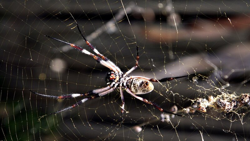Spider on Web — Black, Natural, Afternoon, Photograph, Insect