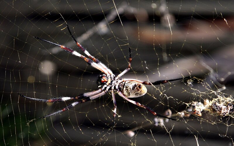 Spider on Web — Black, Natural, Afternoon, Photograph