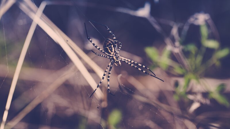 Spider on Web — Black, Natural, Photograph, Grass