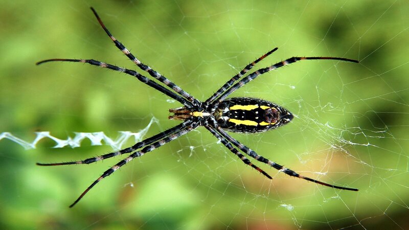 Spider on Web — Black, Natural, Photograph, Green Background, Long Legs