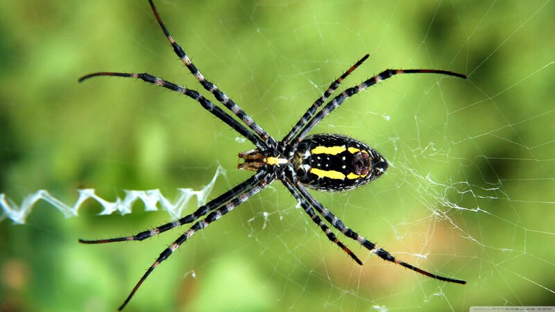 Spider on Web — Black, Natural, Photograph, Green Background
