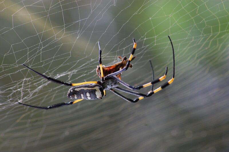 Spider on Web — Black, Natural, Photograph, Insect