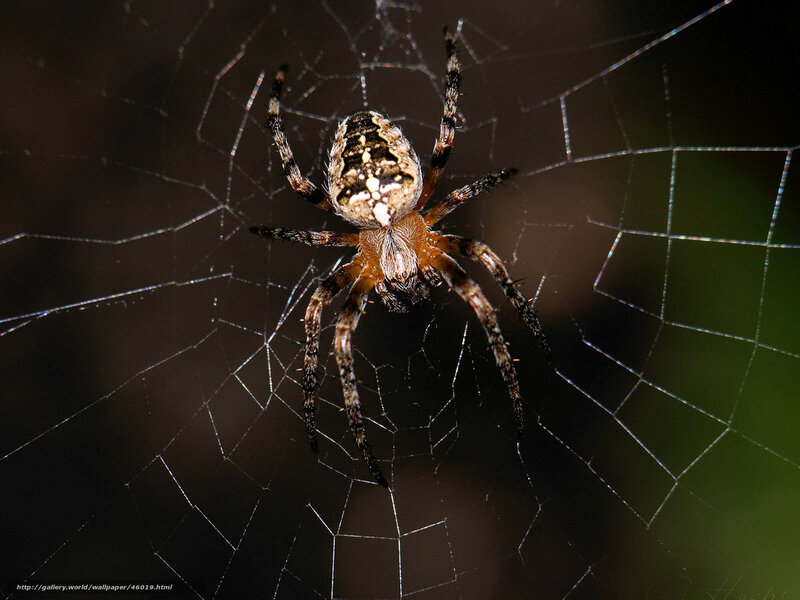 Spider on Web — Black, Natural, Photograph
