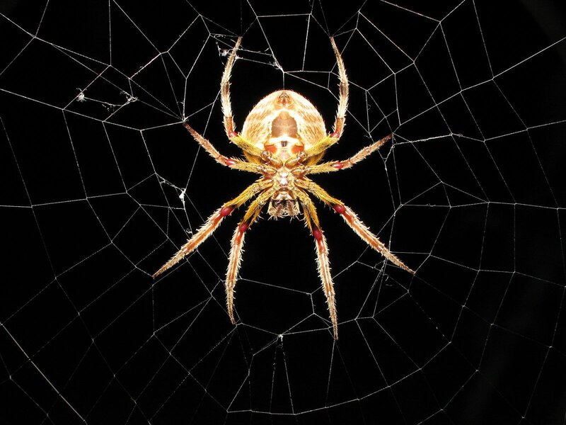 Spider on Web — Black, Photograph