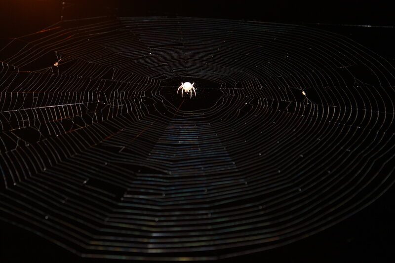 Spider on Web — Black