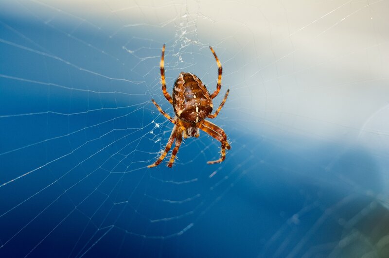Spider on Web — Blue, Calm, Photograph