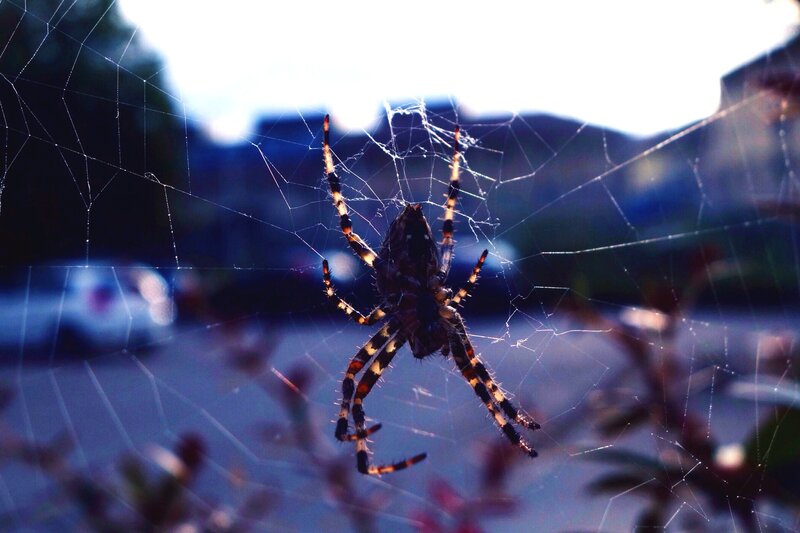 Spider on Web — Blue, Dramatic, Afternoon