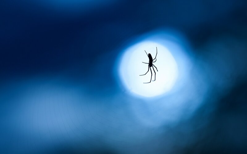 Spider on Web — Blue, Dramatic, Night, Photograph