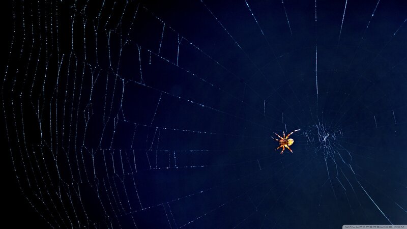 Spider on Web — Blue, Dramatic, Night