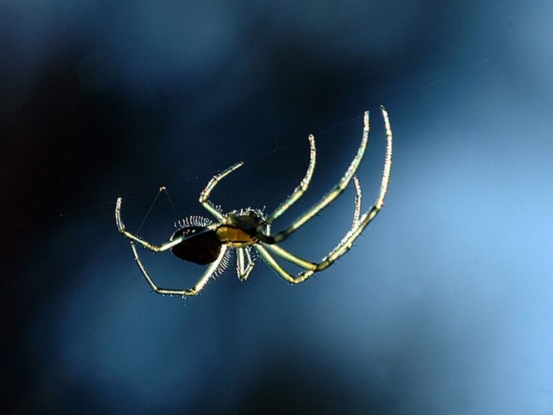 Spider on Web — Blue, Dramatic, Photograph, Black