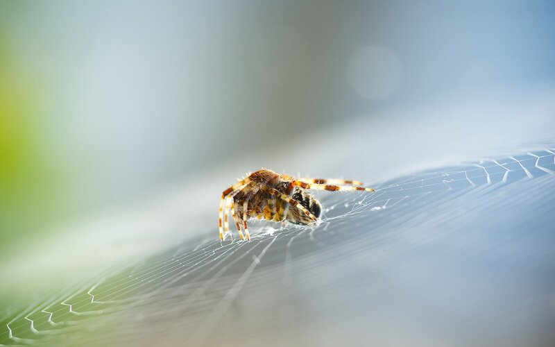 Spider on Web — Blue, Serene