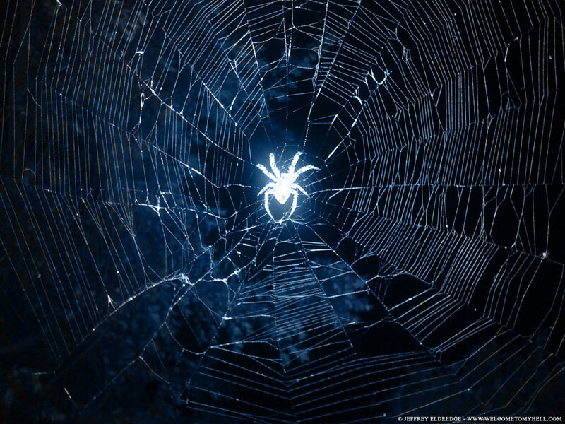 Spider on Web — Blue