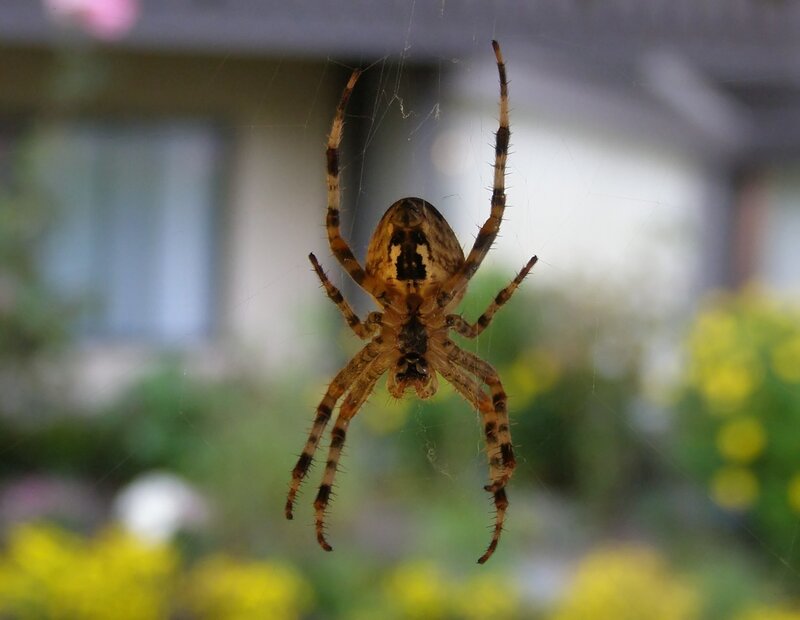 Spider on Web — Brown, Calm, Afternoon, Photograph, Flowers