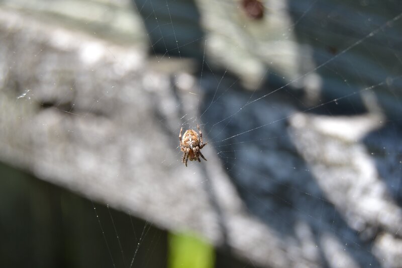 Spider on Web — Brown, Calm, Afternoon, Photograph, Rock