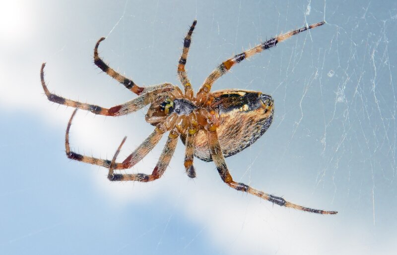 Spider on Web — Brown, Calm, Afternoon, Photograph, Sky