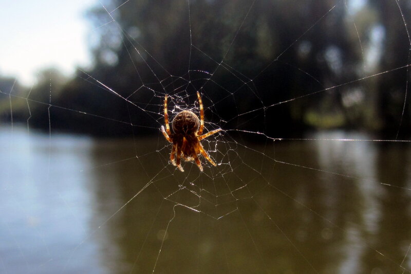 Spider on Web — Brown, Calm, Afternoon, Photograph