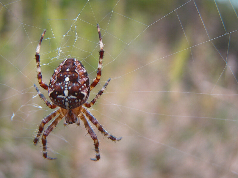 Spider on Web — Brown, Calm, Afternoon