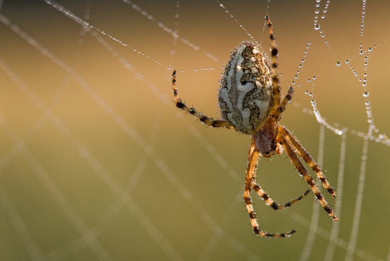 Spider on Web — Brown, Calm, Morning, Photograph