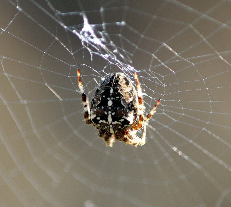 Spider on Web — Brown, Calm, Morning