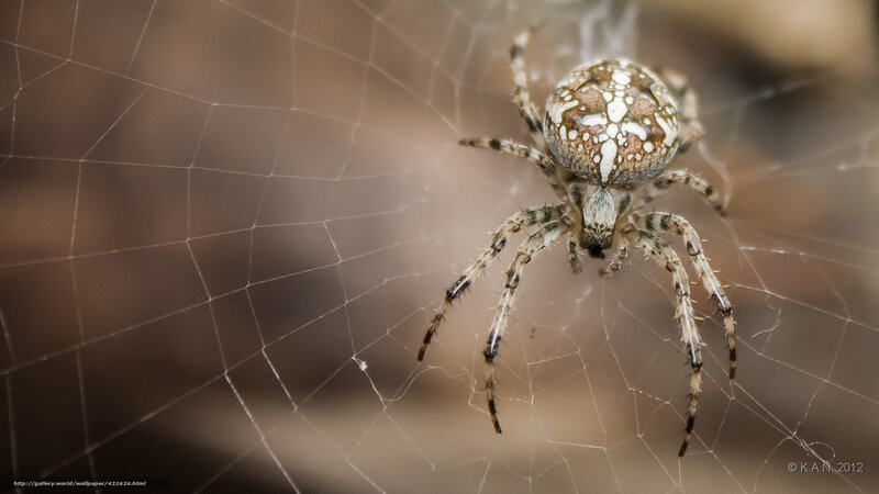 Spider on Web — Brown, Calm, Photograph, Background