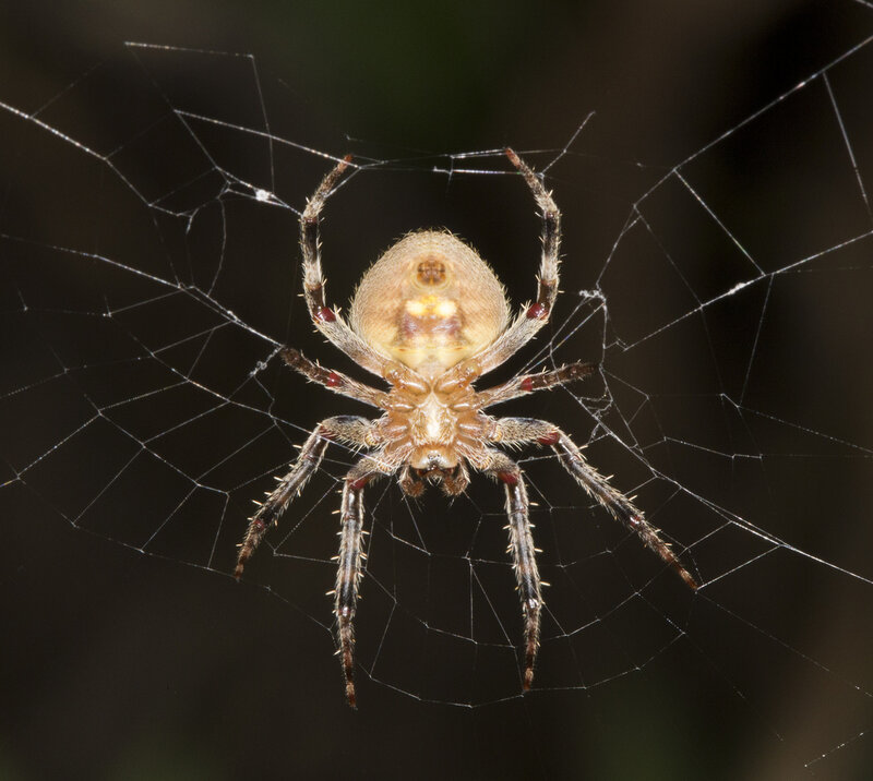 Spider on Web — Brown, Calm, Photograph, Dark Background