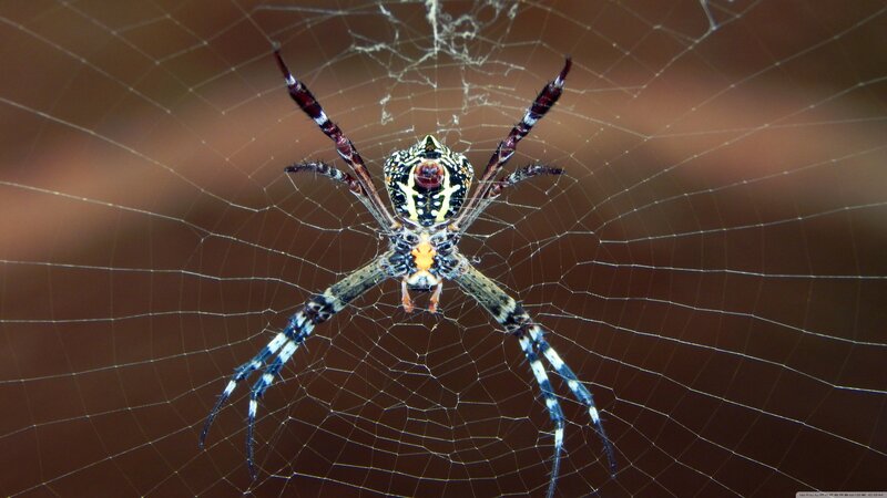 Spider on Web — Brown, Calm, Photograph, Insect