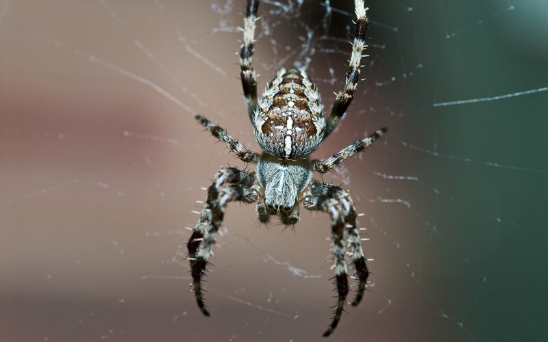 Spider on Web — Brown, Calm, Photograph, White, Black