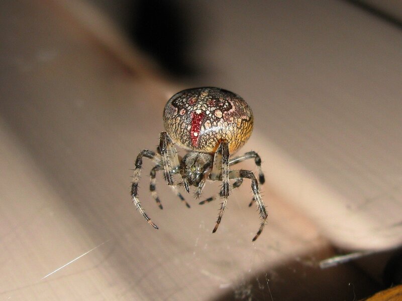 Spider on Web — Brown, Calm, Photograph, Wood