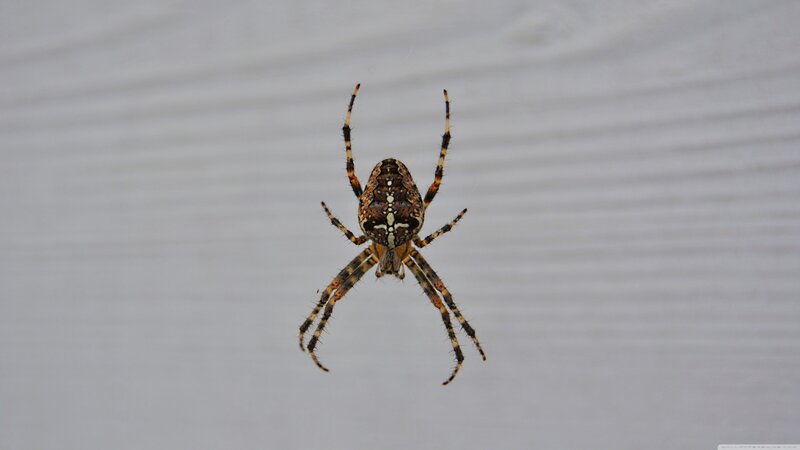 Spider on Web — Brown, Calm, Photograph, Wooden Surface