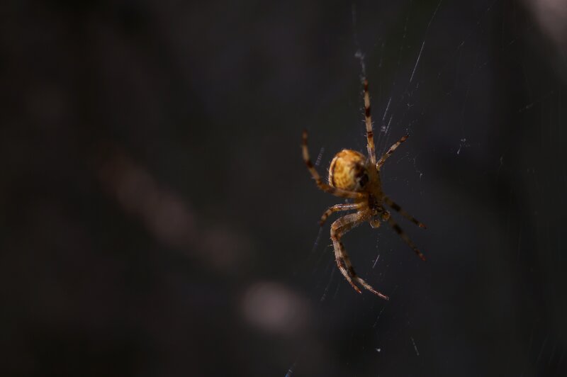 Spider on Web — Brown, Dramatic, Night, Photograph, Dark Background