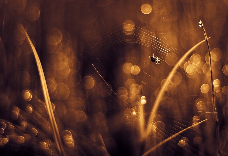 Spider on Web — Brown, Dramatic, Night, Photograph, Grass