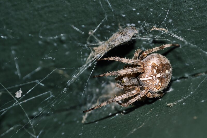 Spider on Web — Brown, Dramatic, Night, Photograph, Insect