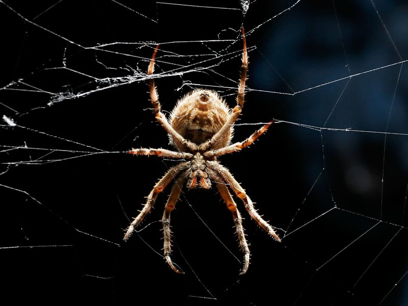 Spider on Web — Brown, Dramatic, Night, Photograph
