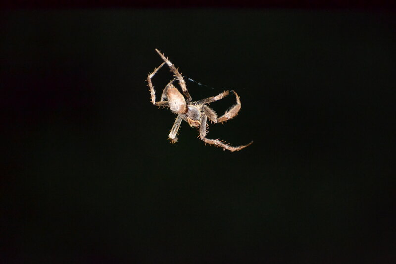 Spider on Web — Brown, Dramatic, Night