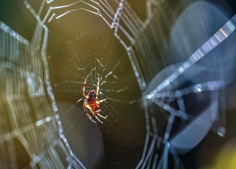 Spider on Web — Brown, Dramatic, Photograph