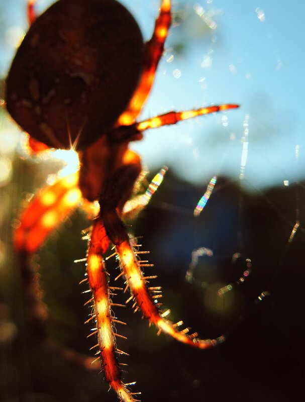 Spider on Web — Brown, Dramatic, Sunset