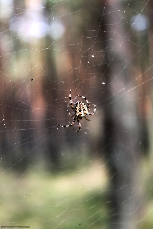 Spider on Web — Brown, Natural, Afternoon, Photograph, Forest