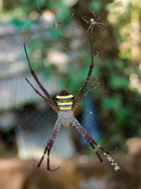 Spider on Web — Brown, Natural, Afternoon, Photograph, Insect