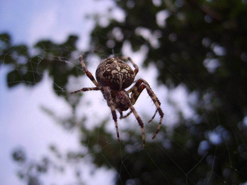 Spider on Web — Brown, Natural, Afternoon, Photograph