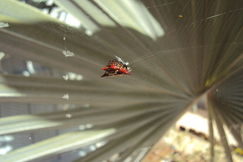 Spider on Web — Brown, Natural, Afternoon