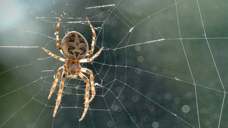 Spider on Web — Brown, Natural, Morning