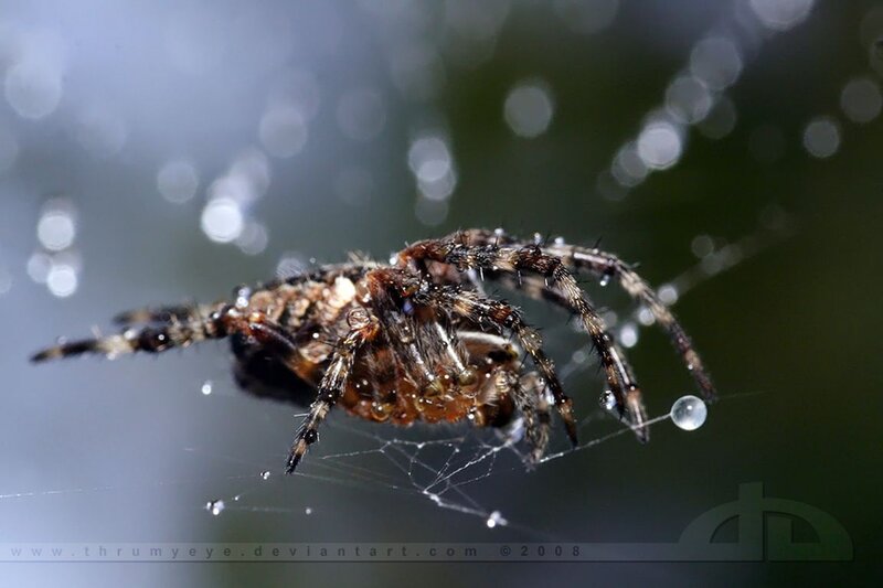 Spider on Web — Brown, Natural, Photograph, Droplet
