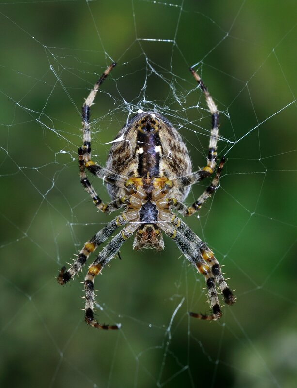 Spider on Web — Brown, Natural, Photograph, Green Background