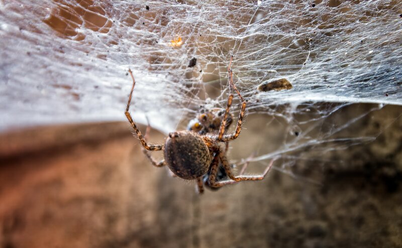 Spider on Web — Brown, Natural, Photograph, Insect