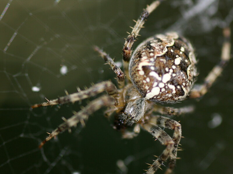 Spider on Web — Brown, Natural, Photograph, Legs