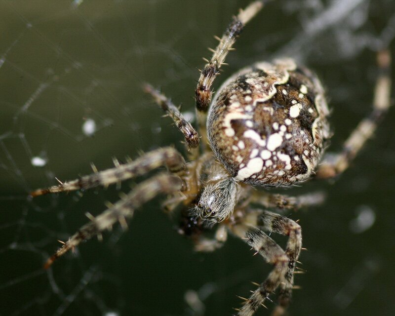 Spider on Web — Brown, Natural, Photograph, Legs, White
