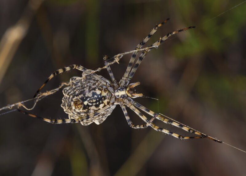 Spider on Web — Brown, Natural, Photograph, Plant