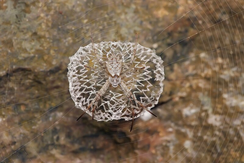 Spider on Web — Brown, Natural, Photograph, Rock